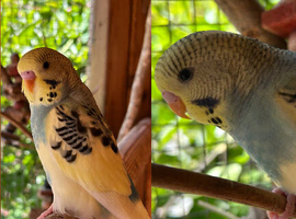 Beautiful baby budgies for sale