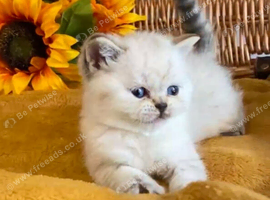BEAUTIFUL PURE BRED BSH TEDDY BEARS