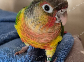 9 month old hand tame conure plus new cage and lots of food