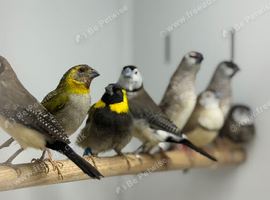 Cuban finches