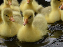 *SELLING FAST* Friendly Large-Strain Embden Goslings - 2026 Hatch