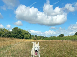 White female Husky pup. REHOMED