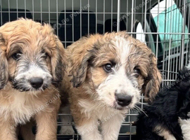 Family‑home raised bordoodles, fully weaned, first vaccination done, ready now!