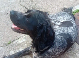 Male cocker spaniel