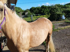 Palomino welsh section c mare