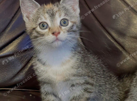 Silver Bengal (Mixed White)