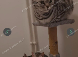 Rare Bengal Kittens
