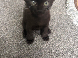 Male kitten Ready now