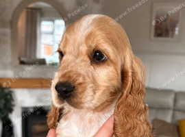 Last girl Show, cocker spaniels