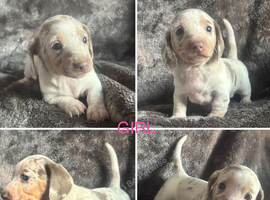 Kc registered minaret dachshund puppy