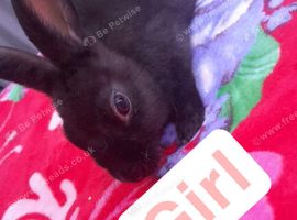 Rex rabbits for sale
