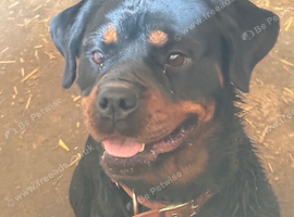 Loving Rottweiler