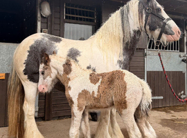 Mare and foal