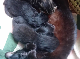 Kittens
