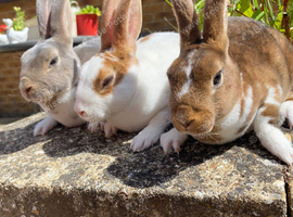 READY TO GO! Stunning Mini Rex Rabbit Babies