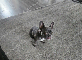 French bulldog