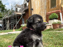 Puppies