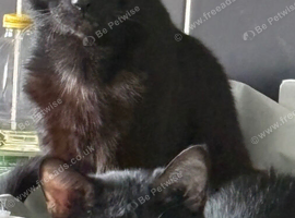 2 cats for rehoming