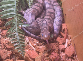 Cornsnake and full enclosure with frozen mice