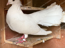 White Pigeons for Sale