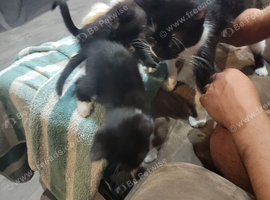 I have a litter of 5 mixed colored kittens for sale