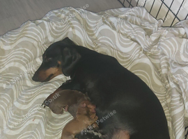 miniature dachshund puppies