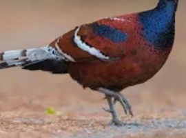 Wanted Mrs Hume hen bird