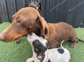 2 beautiful dachshund puppies ready for new homes!!!