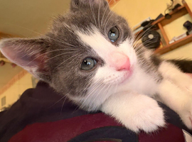 Beautiful boy kitten ready 15th