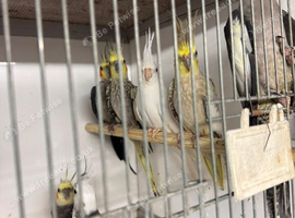 Various cockatiels
