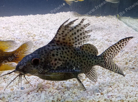Synodontis catfish feather fin