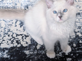 Ready now TICA EU champion line ragdoll kitten