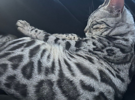 Bengal female