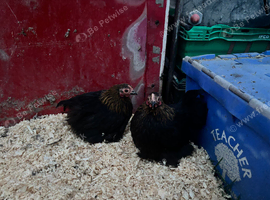 2 gold birchen pullets