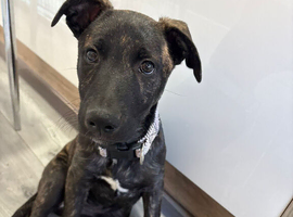 Dutch Shepard X Staffy Pup