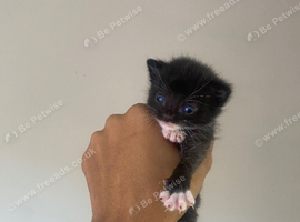Kittens
