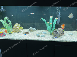 Juwel aquarium 240l fish tank grey cabinet