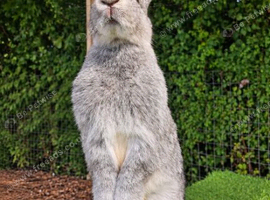 Female continental giant cross 1 year old