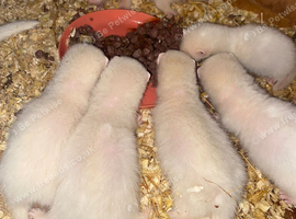 Ferret kits for sale