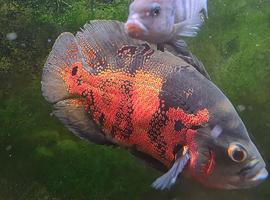 Fish Free to Good home