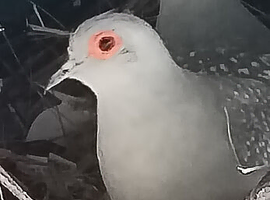 Wanted 2 female diamond doves