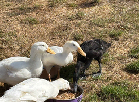Ducks for rehome