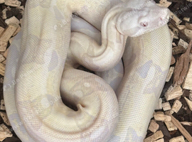 Snowglow F 2025