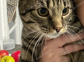 Male Cat looking for a new home