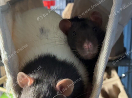 2x males Rats 1x brown 1x white/brown