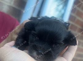 Puppy, three weeks old