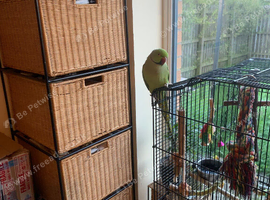 I have my Ringneck beautiful and healthy parrots come with cage and food for 1 month.