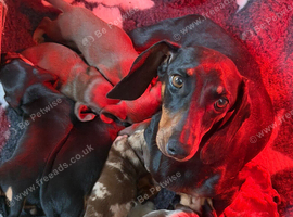 Miniature dachshunds available