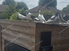 Pigeons For Sale