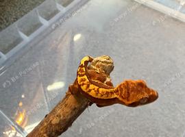 Baby crested geckos